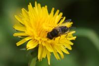 Eristalis pertinax