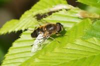 Eristalis pertinax
