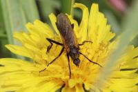 Empis tessellata