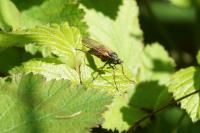 Empis tessellata