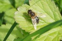 Eristalis pertinax