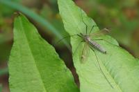 Tipula luna