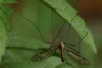 Tipula vernalis