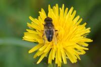 Eristalis pertinax