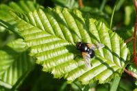 Mesembrina meridiana