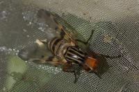 Otites porcus