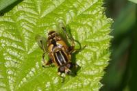 Helophilus pendulus