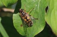 Helophilus trivittatus
