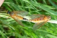 Rhagio tringarius