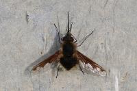 Bombylius major