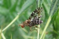 Trypetoptera punctulata