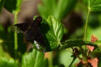 Hemipenthes morio