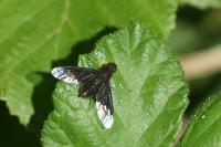 Hemipenthes morio