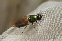 Chloromyia formosa