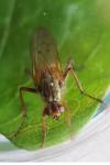 Scathophaga stercoraria