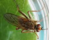 Scathophaga stercoraria