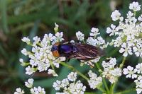 Chrysogaster solstitialis