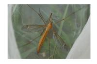 Tipula cava