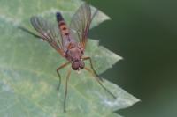 Rhagio tringarius