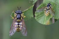 Chrysotoxum cautum