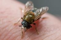 Microdon myrmicae/mutabilis