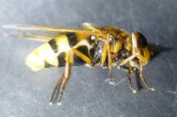 Volucella zonaria