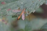 Nephrotoma flavescens