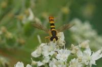 Sphaerophoria scripta