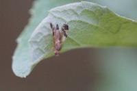 Tephritis bardanae
