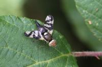 Urophora cardui