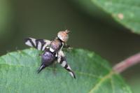 Urophora cardui