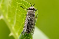 Haematopota