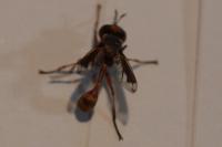 Physocephala vittata