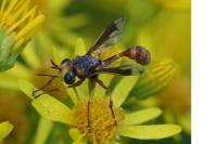 Physocephala vittata