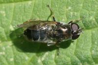 Cheilosia