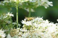 Myathropa florea