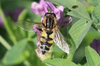 Helophilus pendulus