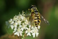 Myathropa florea