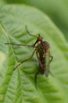 Empis livida