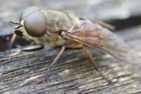 Tabanus eggeri