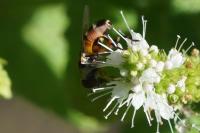 Syritta pipiens