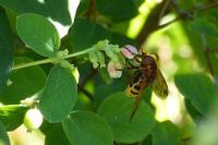 Volucella zonaria
