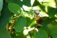 Volucella zonaria