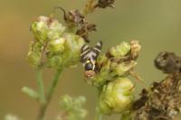 Urophora quadrifasciata