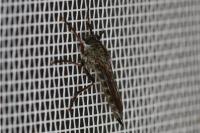 Tolmerus atricapillus