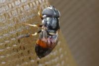 Paragus bicolor