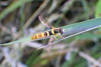 Sphaerophoria scripta