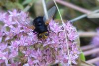 Tachina grossa
