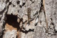 Tipula rufina