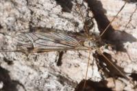 Tipula rufina